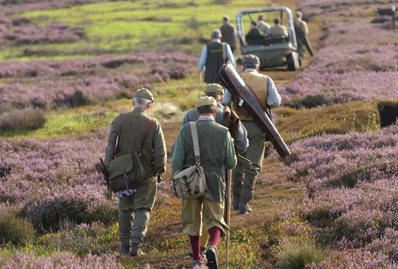 Red Grouse Shoot Estate Shoots Private Estate Shoots